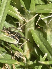 Artoriopsis expolita