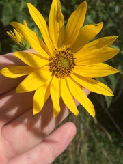Helianthus maximiliani