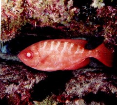 Heteropriacanthus cruentatus