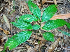 Amorphophallus hewittii