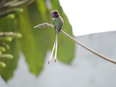 Thaumastura cora