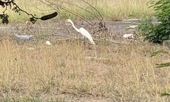 Egretta thula