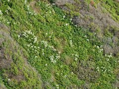 Anisotome lyallii