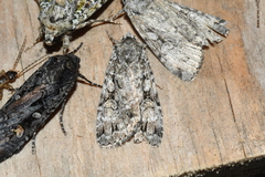 Anaplectoides pressus