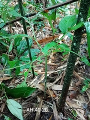 Amorphophallus hewittii