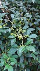 Melicope pteleifolia