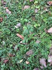Toxicodendron radicans