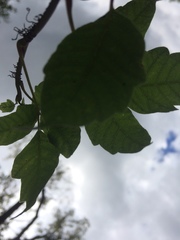 Toxicodendron radicans