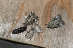 Anaplectoides pressus