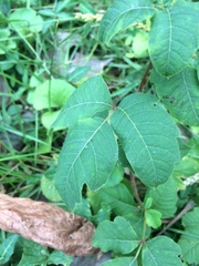 Toxicodendron radicans