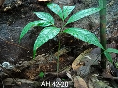 Amorphophallus hewittii