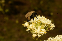 Hologymnetis cinerea