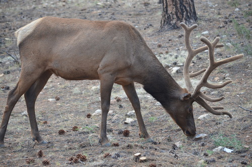 Elk photographed in Arizona