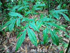 Amorphophallus hewittii