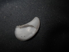 Maoricrypta sodalis