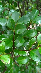 Syzygium elliptifolium