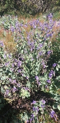Veronica perfoliata