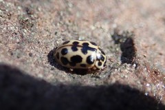 Anisosticta bitriangularis