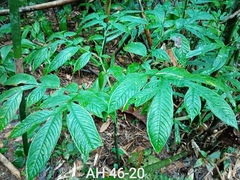 Amorphophallus hewittii