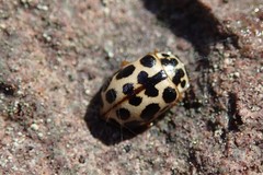 Anisosticta bitriangularis