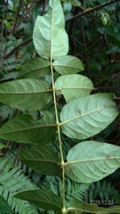 Aralia armata