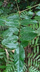 Aralia armata
