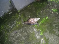 Lissachatina fulica