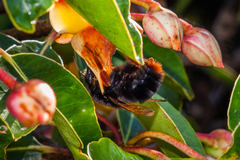 Bombus eximius