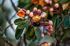 Bombus eximius