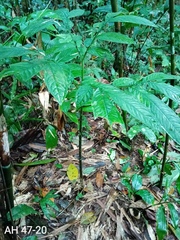 Amorphophallus hewittii