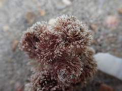 Jania sphaeroramosa