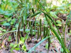 Carex lessoniana