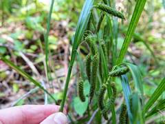 Carex lessoniana
