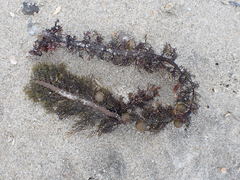 Carpophyllum plumosum