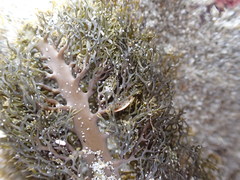 Carpophyllum plumosum