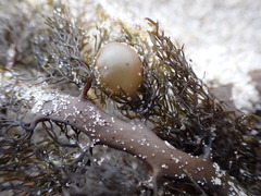 Carpophyllum plumosum