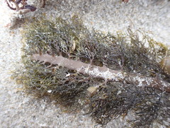 Carpophyllum plumosum