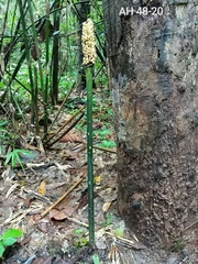 Amorphophallus hewittii