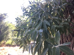 Elaeagnus angustifolia