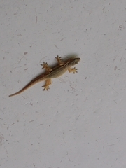 Hemidactylus platyurus