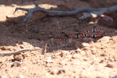 Sonora palarostris