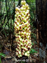 Amorphophallus hewittii