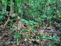 Amorphophallus hewittii
