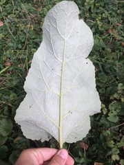 Arctium lappa
