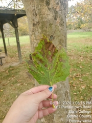 Platanaceae
