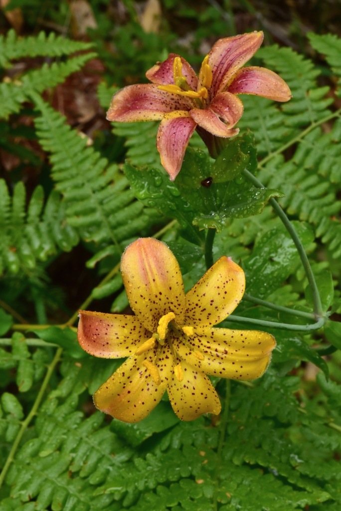 Lilium rubescens × columbianum