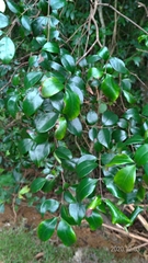 Decaspermum gracilentum