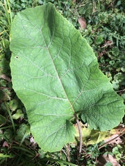 Arctium lappa