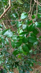 Decaspermum gracilentum