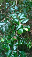 Decaspermum gracilentum